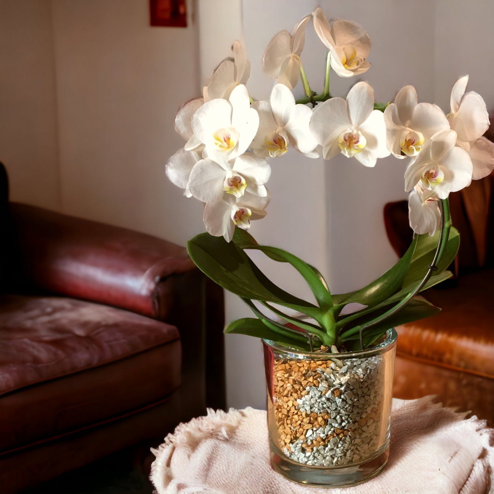 colomi Pflanzgranulat Spezial Pflanzboden für Orchideen - patentiert weiss, mit Ionenaustauscher, 1 Liter