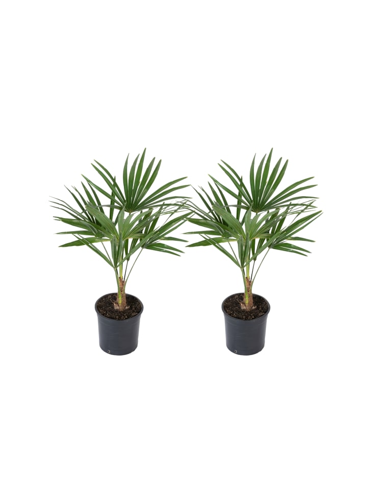 OH2 2er-Set: Trachycarpus fortunei Mittel in Grün günstig kaufen onesize