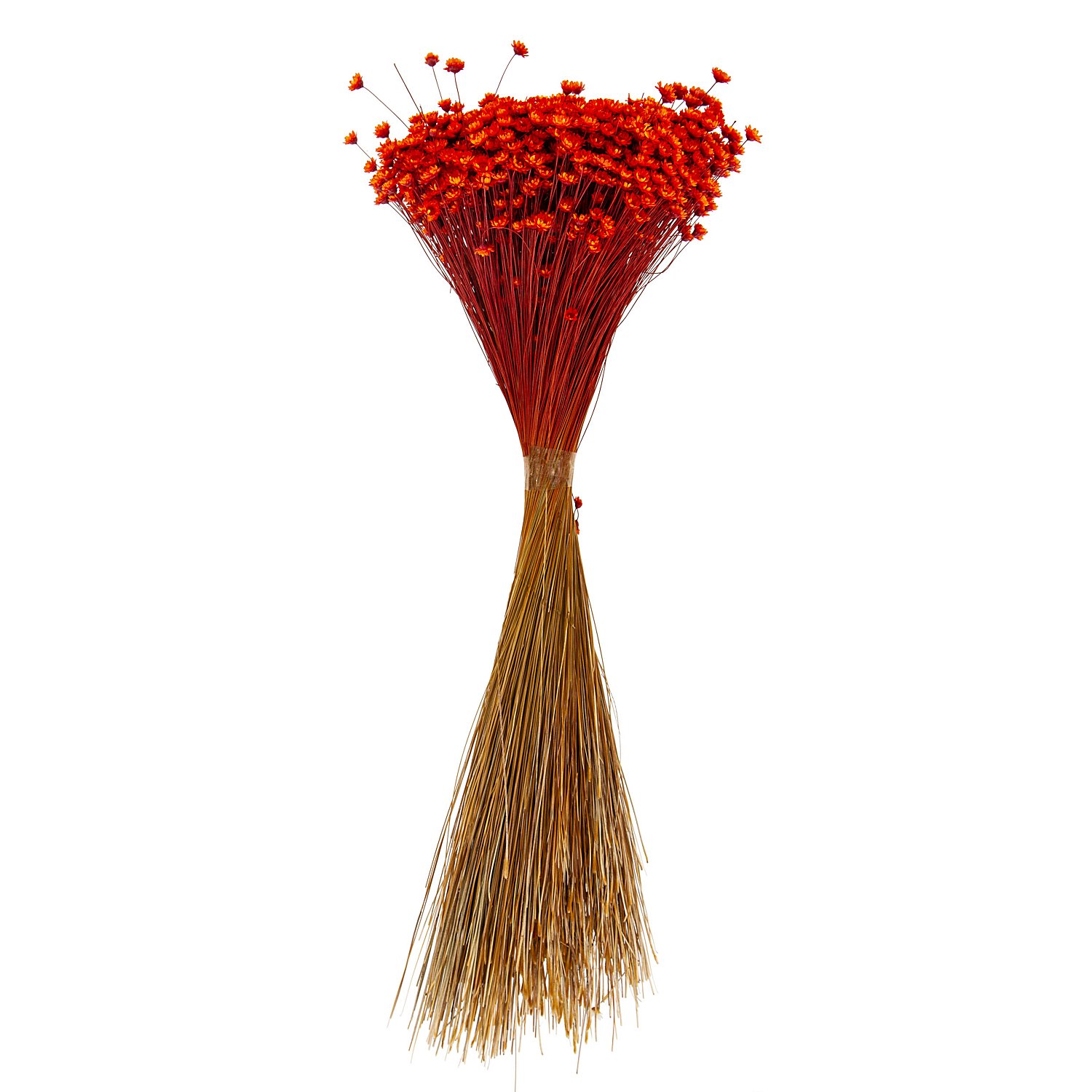 Trockenblumen Glixia, orange