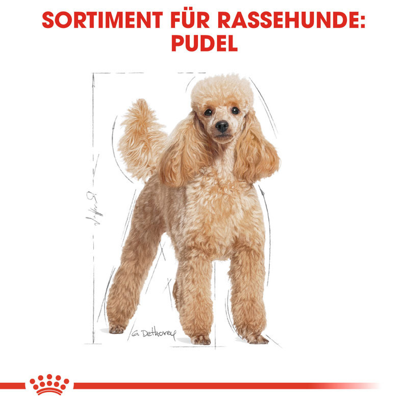 ROYAL CANIN Hundetrockenfutter ROYAL CANIN Poodle Adult 1,5 kg
