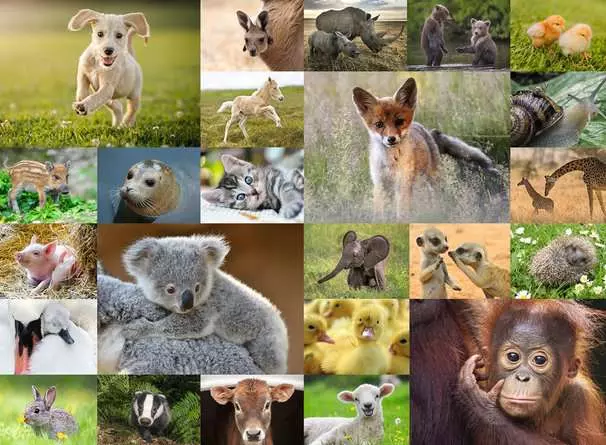 Kinderpuzzle ab 8 Jahren - Süße Tierbabys - 200 Teile