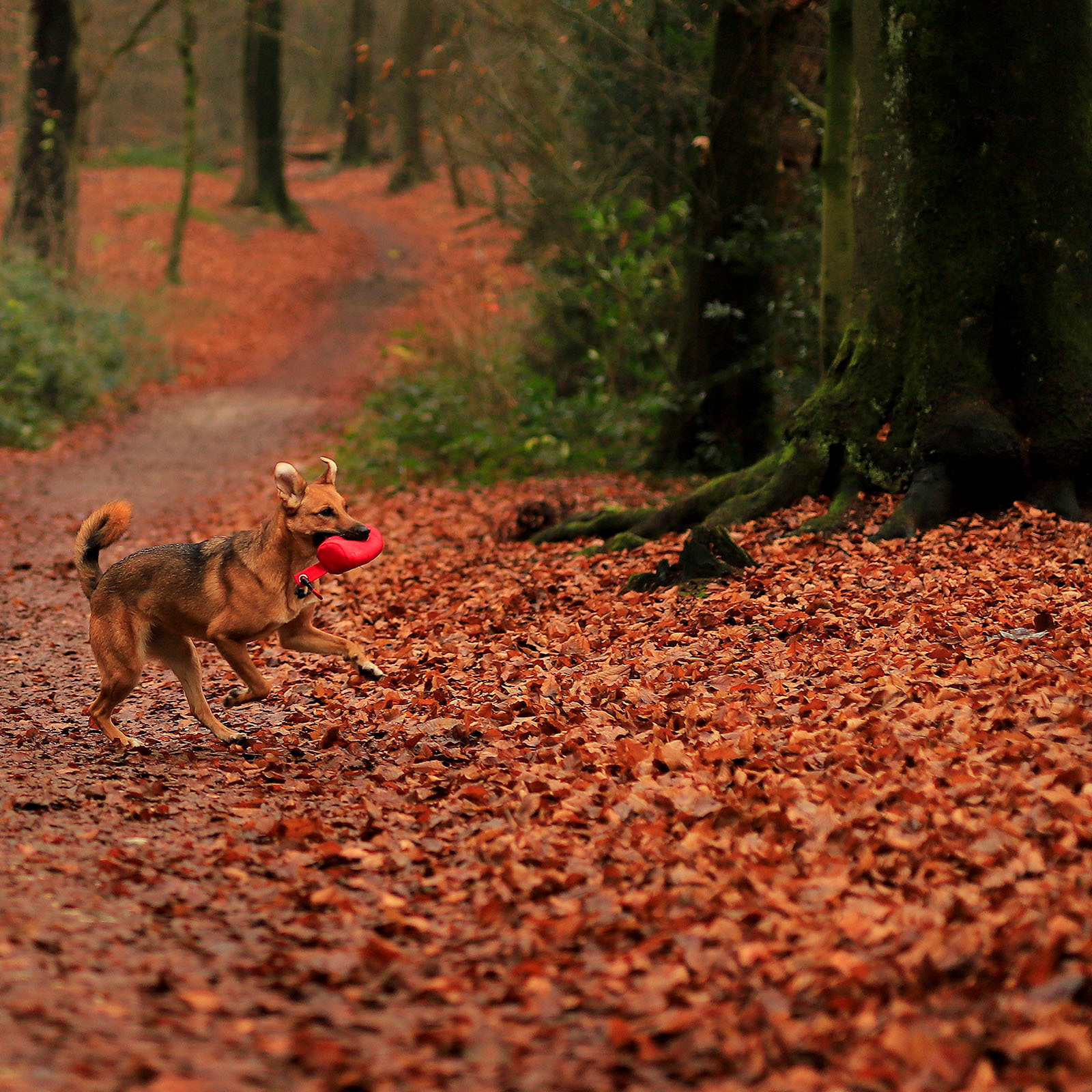 Lionto Snackbeutel Lionto Futterbeutel für Hunde, Trainingsdummy rot
