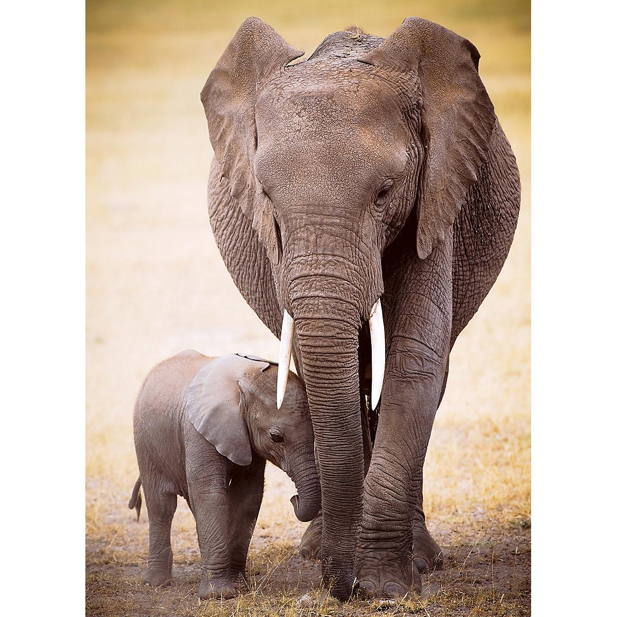 Puzzle 1000 Teile-Elephant & Baby