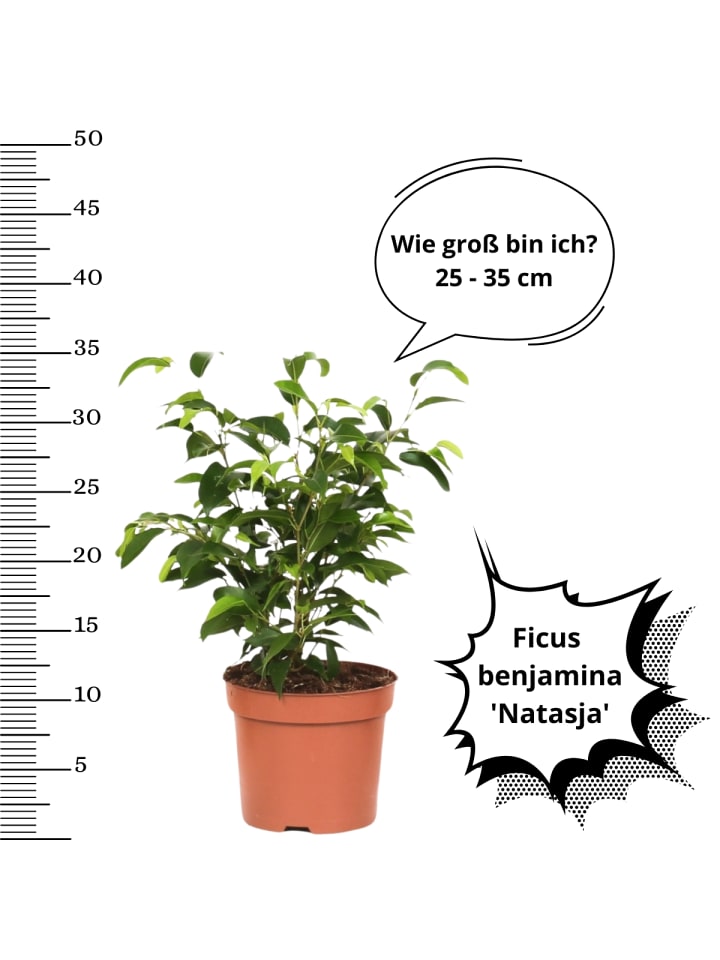 OH2 3er-Set: Feigen Ficus Weeping in Grün günstig kaufen onesize