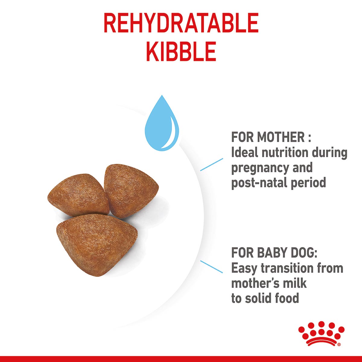ROYAL CANIN MINI Starter Trockenfutter für tragende Hündinnen und Welpen kleiner Rassen