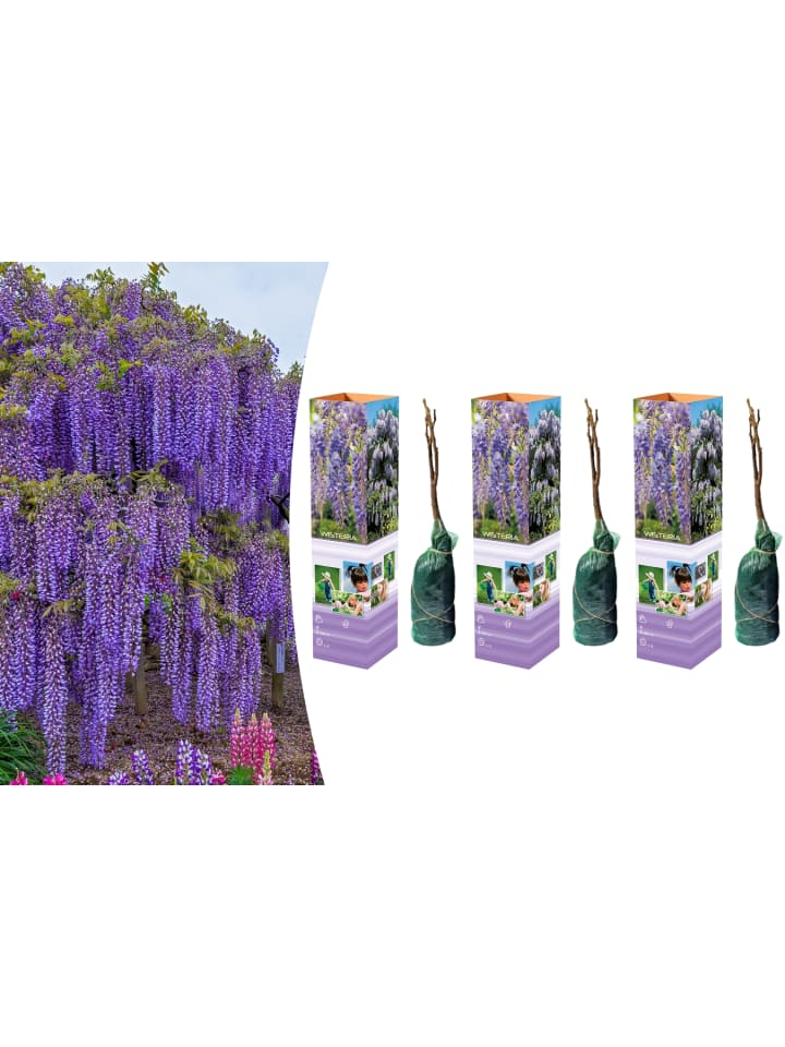 OH2 3er-Set: Blaue Regenpflanzen in Lila günstig kaufen onesize
