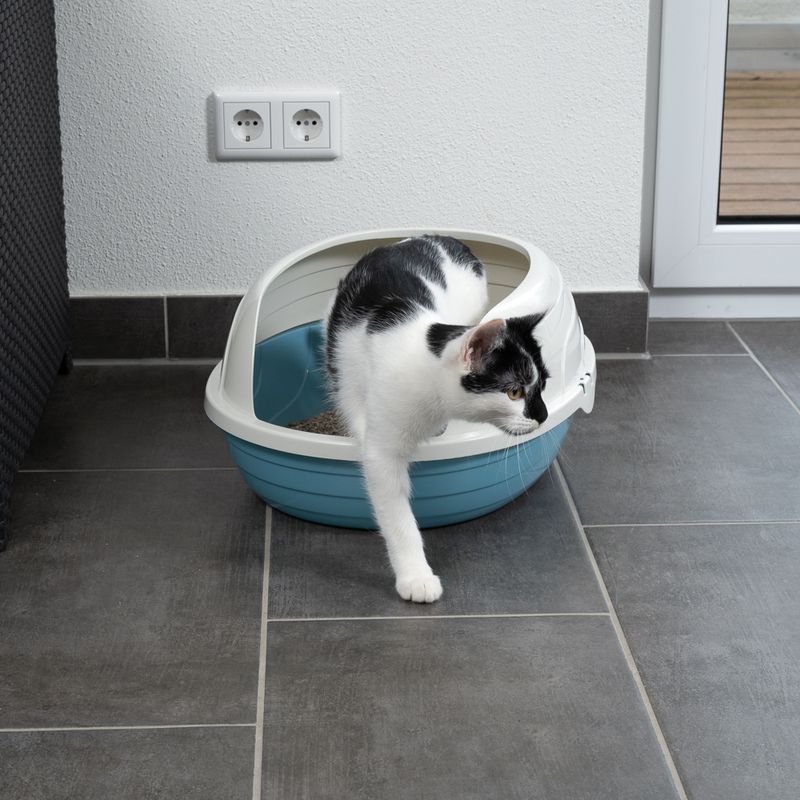 TIAKI Schalentoilette Cobby zu TOP-Preisen