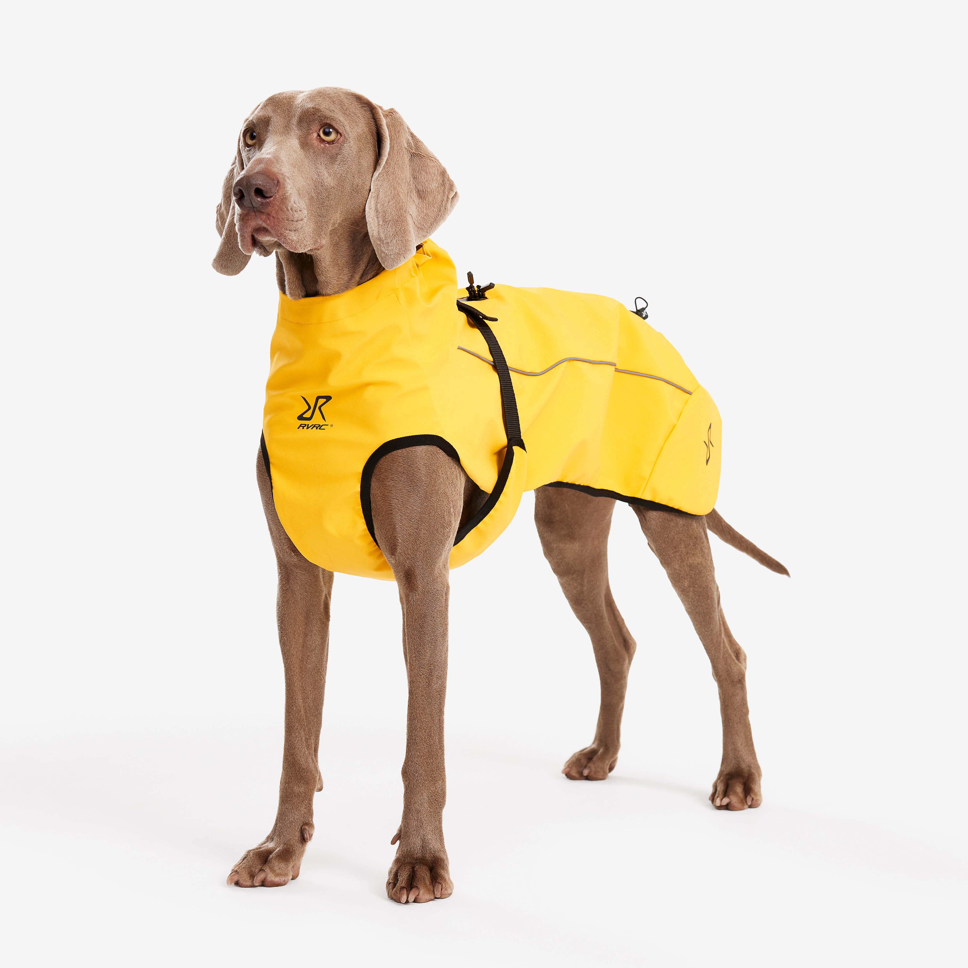 Cyclone Dog Jacket Chien Yellow
