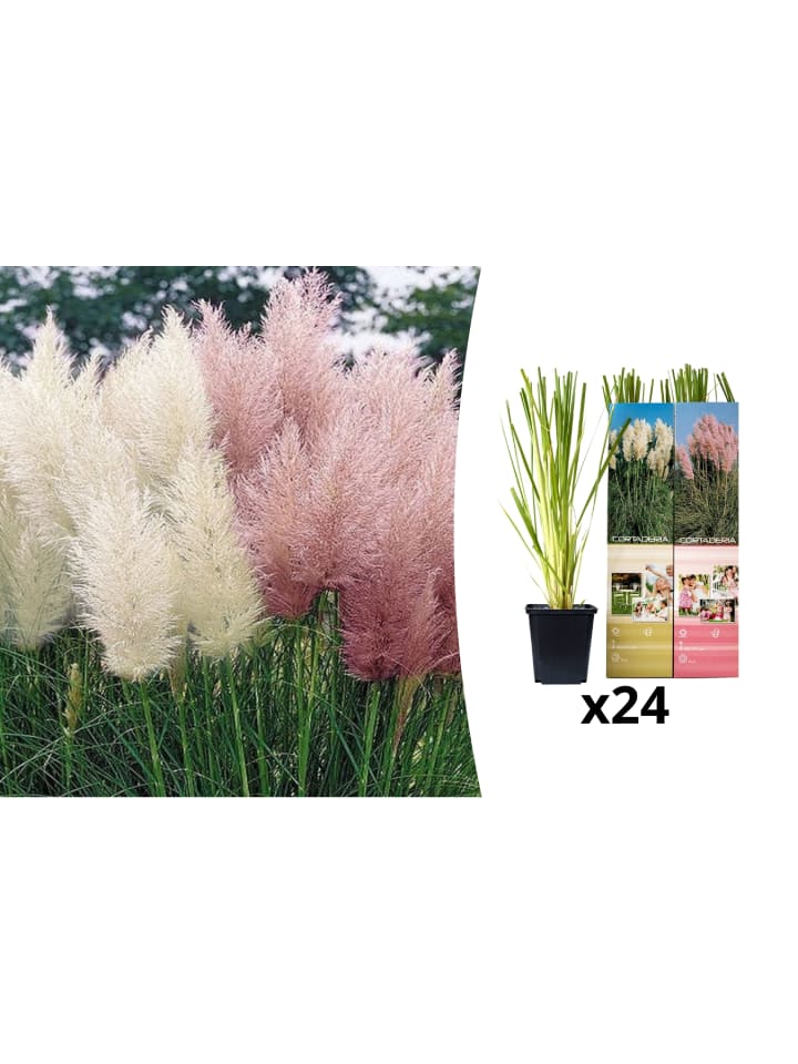 OH2 24er Set: Pampasgras pflanzen günstig kaufen onesize