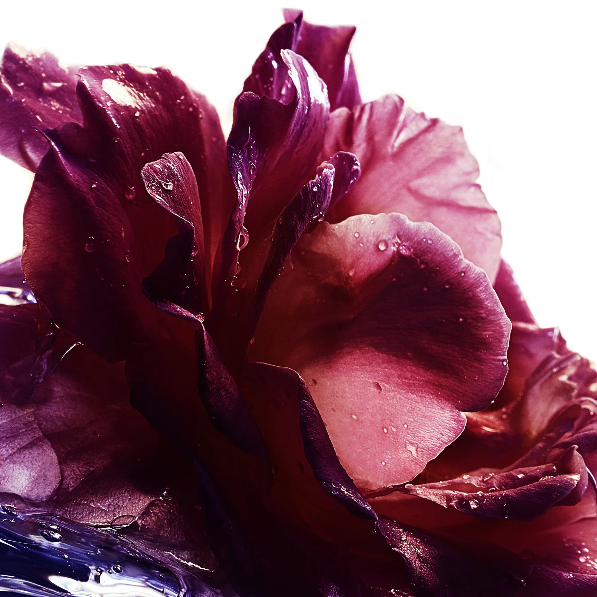 La Petite Robe Noire La Petite Robe Noire - Eau de Parfum