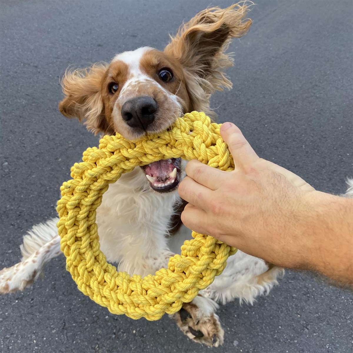 Ebi Bite Me - Da-Chain Tau Ring gelb Ø 18cm kaufen bei ZooRoyal