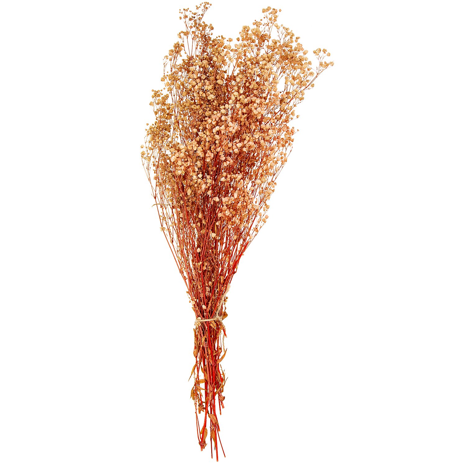 Schleierkraut, creme, 60 cm