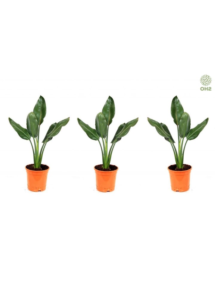 OH2 3er-Set: Strelitzia reginae Paradiesvogel in Grün günstig kaufen onesize
