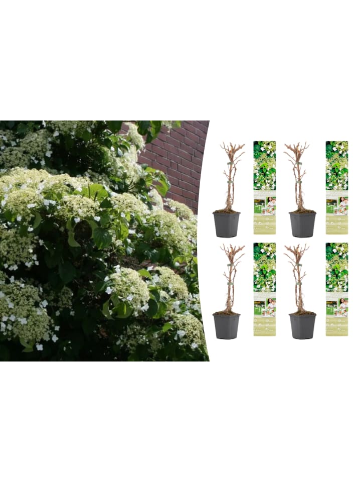 OH2 4er-Set: Kletterhortensie in weiß günstig kaufen onesize