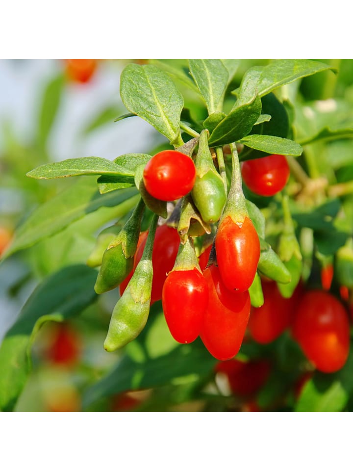 OH2 4er-Set: Goji-Beeren Superfood-Pflanzen in Rot günstig kaufen onesize