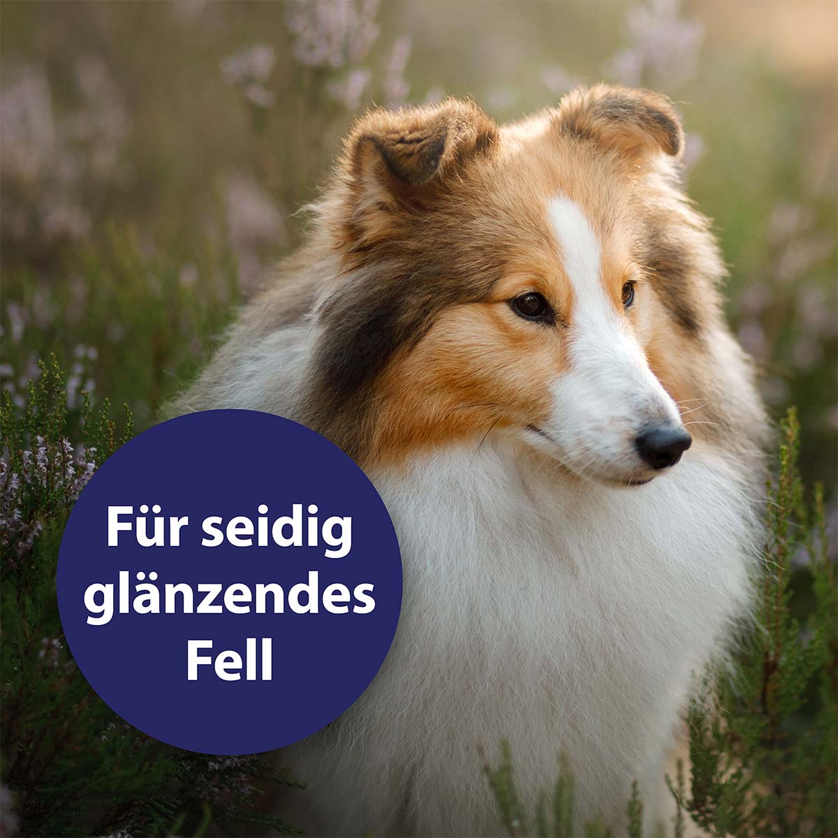 Canosept Fellpflegespray für Hunde 250ml kaufen bei ZooRoyal