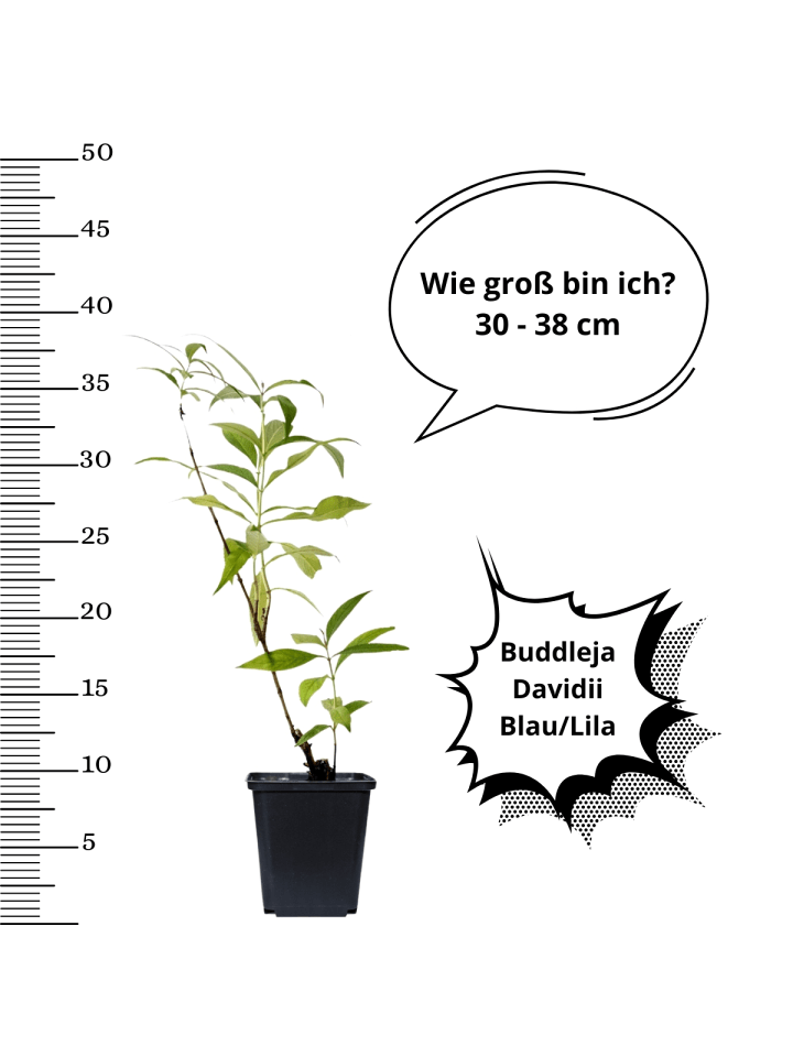 OH2 3er-Set: Schmetterlingspflanzen in Lila günstig kaufen onesize