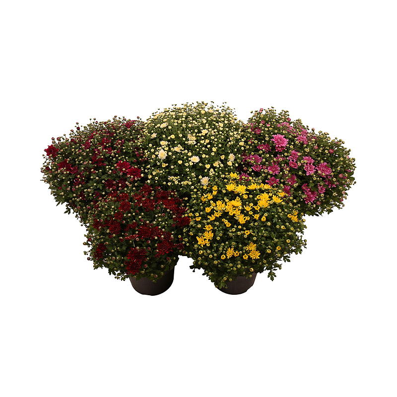 Krysantemum P14 friland