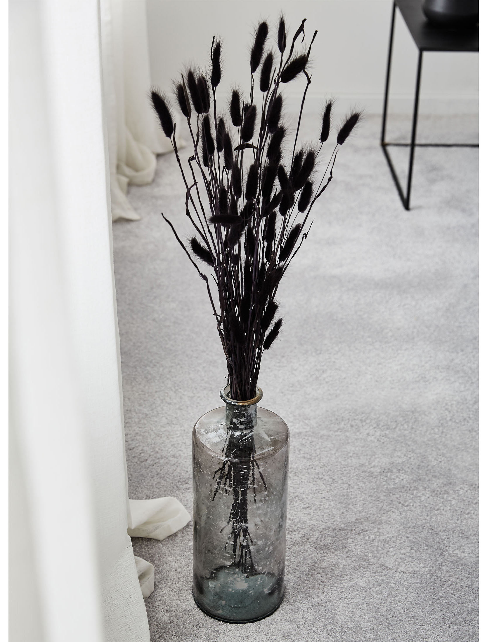 Lagurus Trockenblume, Schwarz