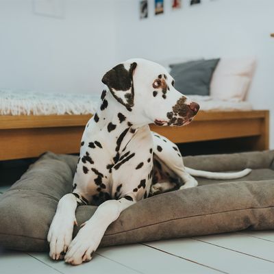 HUNTER Hundebett Bologna, stein