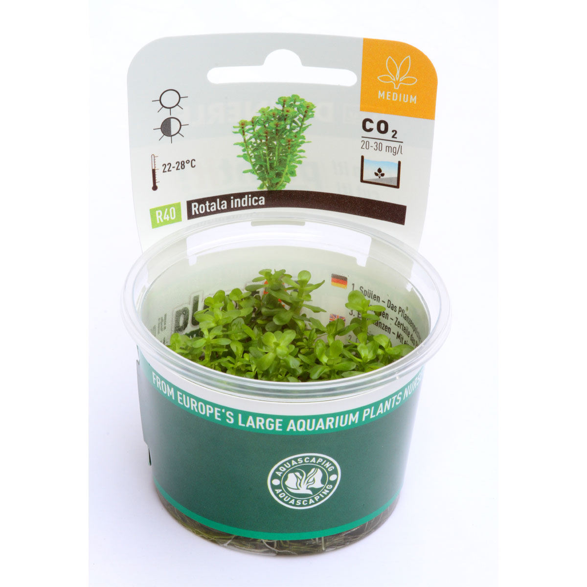 Dennerle Plants Rotala indica In-Vitro kaufen