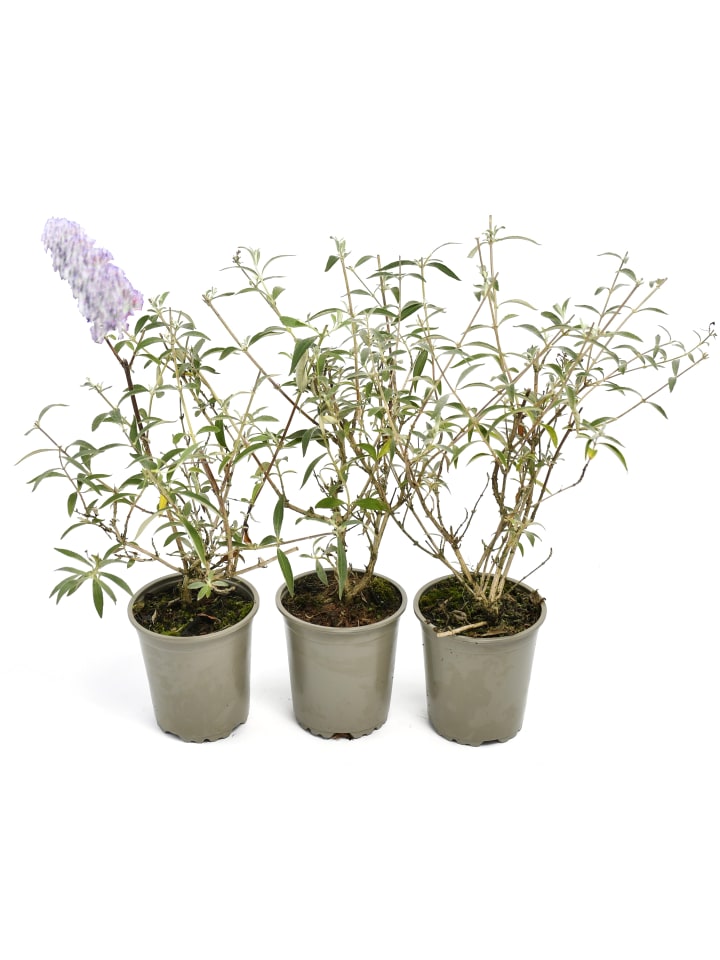OH2 3er-Set: Schmetterlingspflanzen Davidii in Weiss günstig kaufen onesize