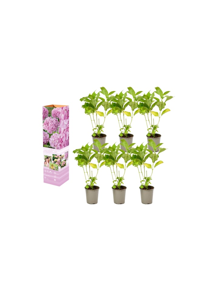 OH2 6-er: Set Hortensie (Hydrangea macrophylla) in Rosa günstig kaufen onesize