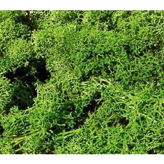 Islandmoos hellgrün 250 g