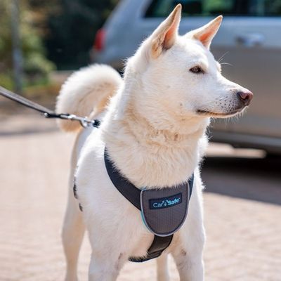 CarSafe Hundereisegeschirr, schwarz