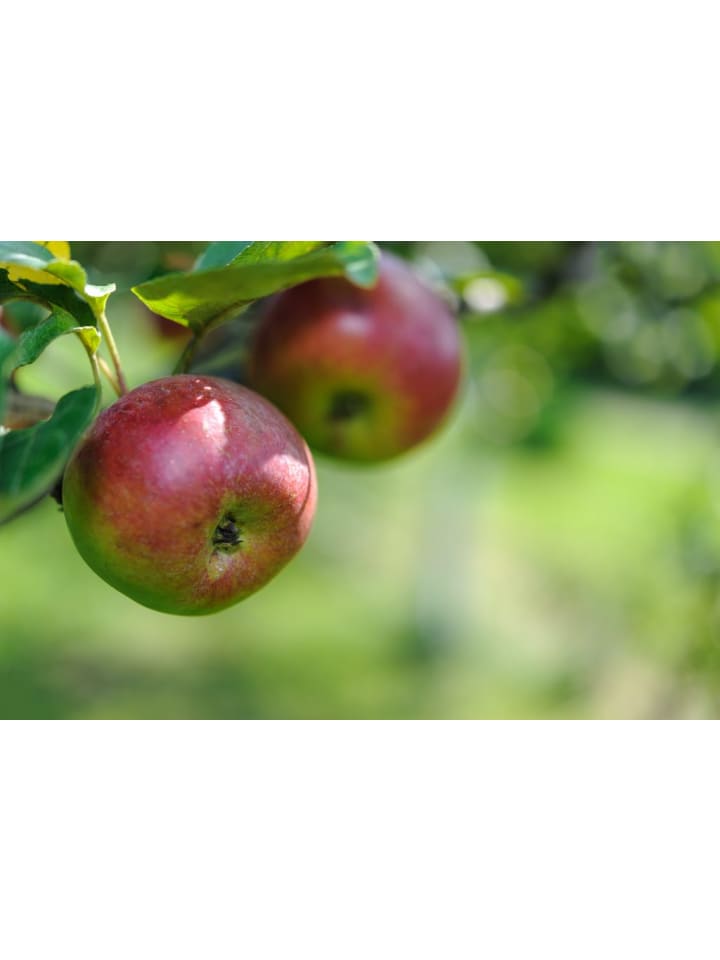 OH2 3er-Set Jonagold Apfel Obstbäume in Bunt günstig kaufen onesize
