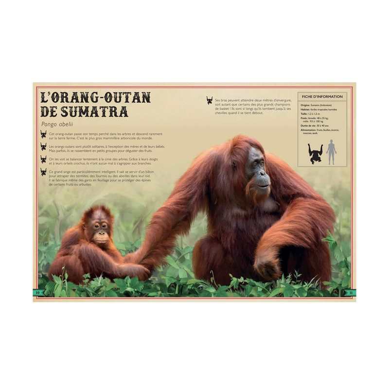 Livre extraordinaire des singes - Little Urban