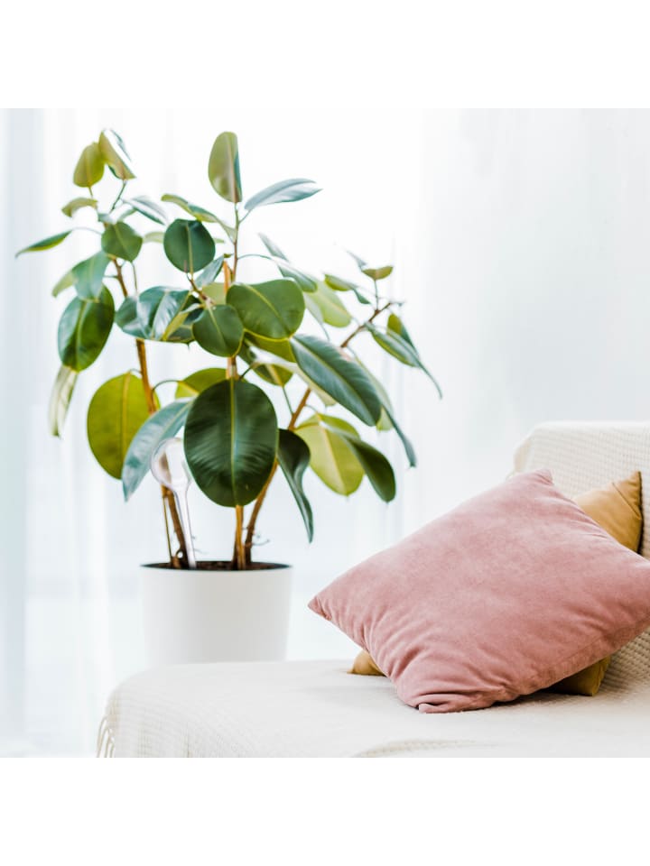 relaxdays 5x Bewässerungskugel in Transparent günstig kaufen onesize