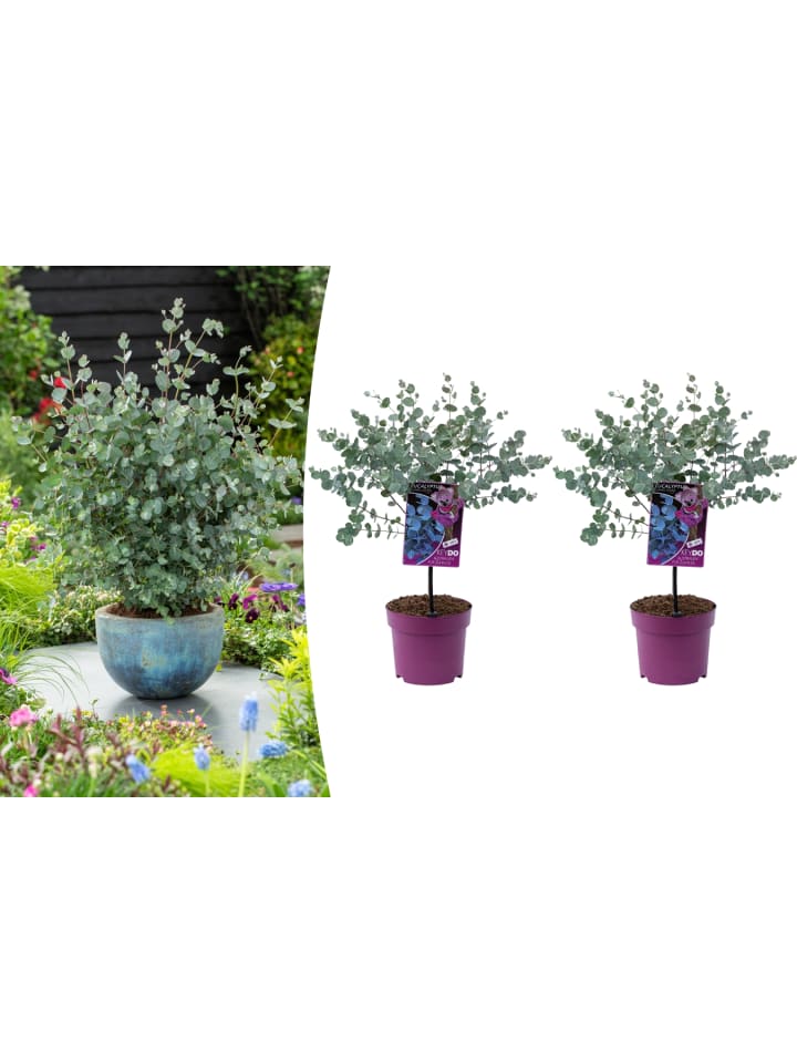 OH2 2er-Set Eucalyptus gunnii Azura am Stamm günstig kaufen onesize