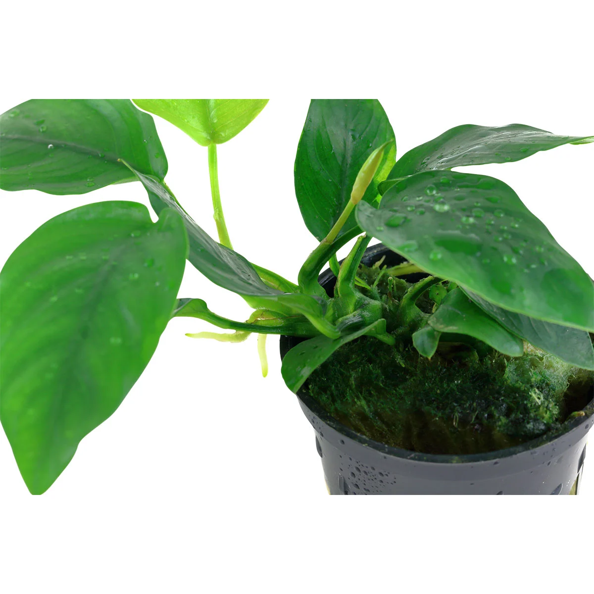 Tropica Aquariumpflanze Anubias barteri var. nana