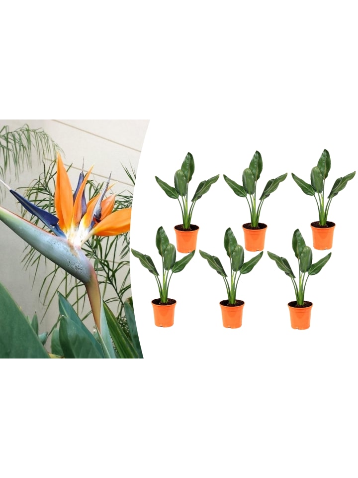 OH2 6er-Set: Strelitzia reginae Paradiesvogel in Grün günstig kaufen onesize