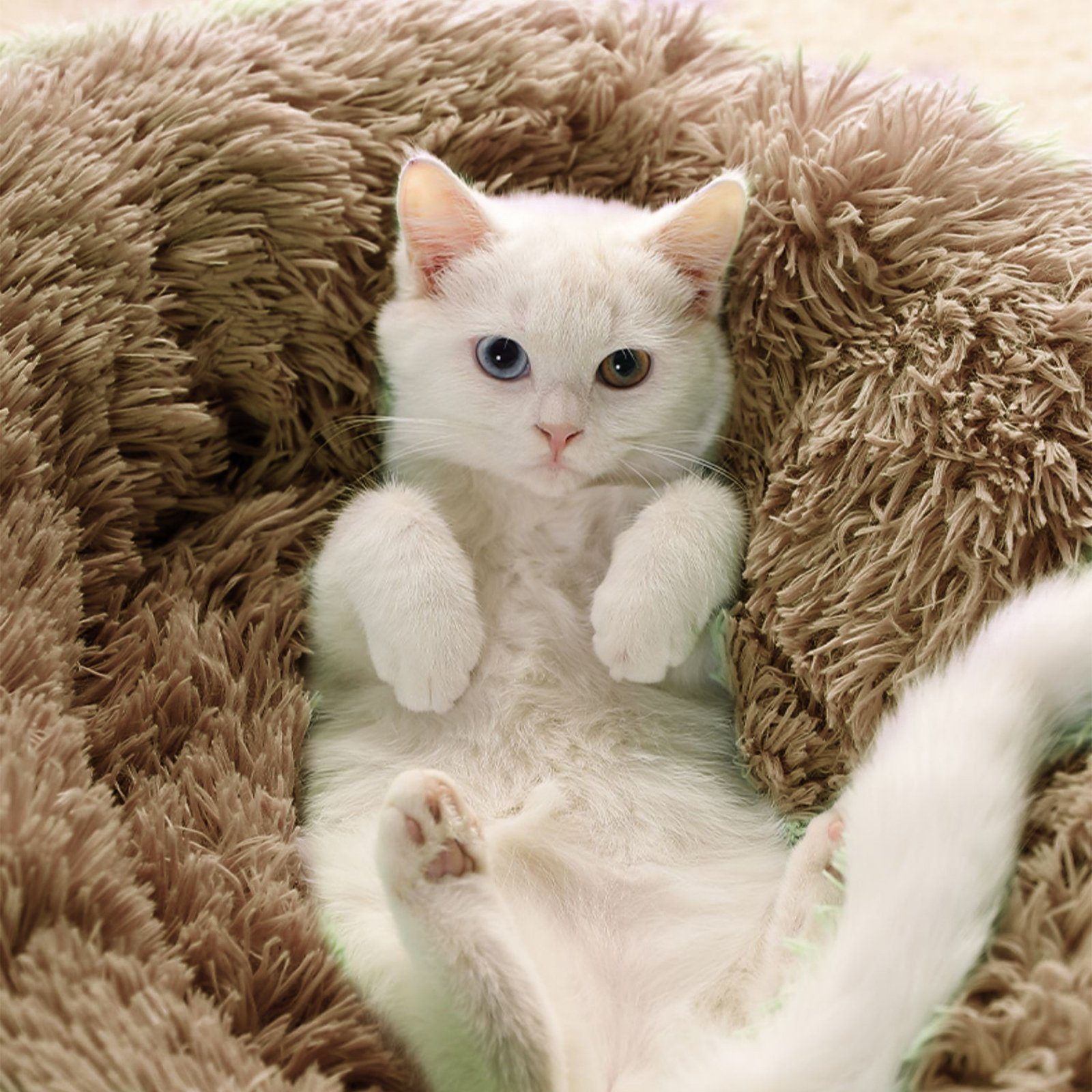 CALIYO Tierbett Tierbetten 60 cm, Waschbar Flauschiges Hundebett Katzenbett, für Katzen und kleine Hunde, plüsch Katzenkissen rund