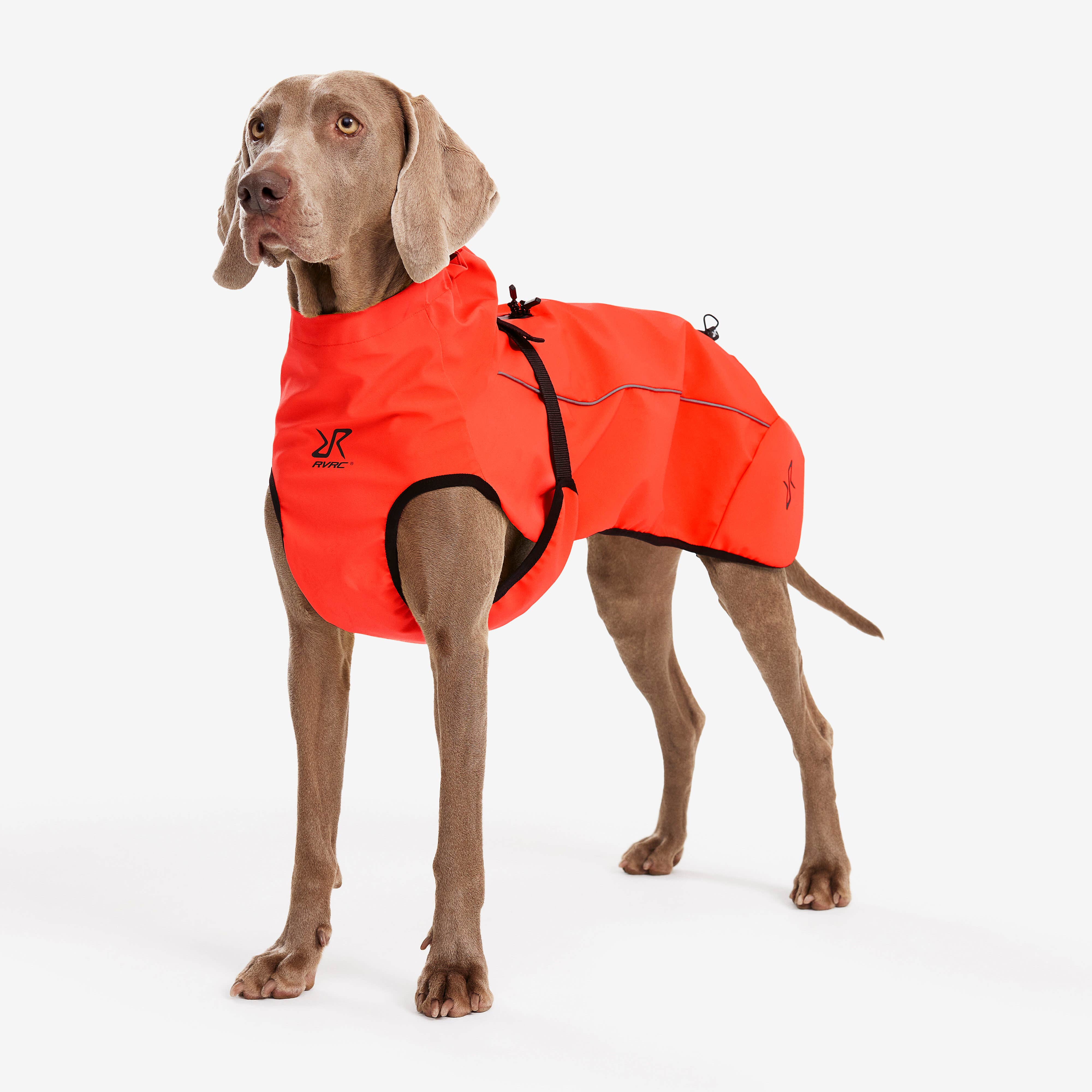 Cyclone Dog Jacket Chien Pureed Pumpkin