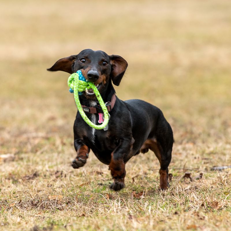 Hundespielzeug Limoen Ball & Seil zu TOP-Preisen