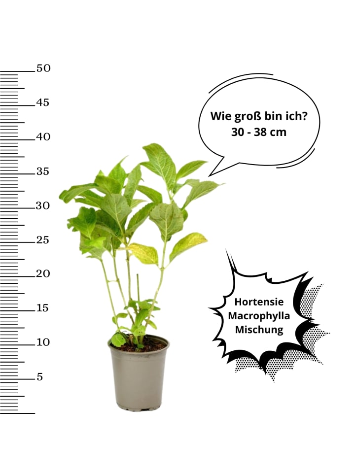 OH2 8-er: Set Hortensie (Hydrangea macrophylla) in Bunt günstig kaufen onesize