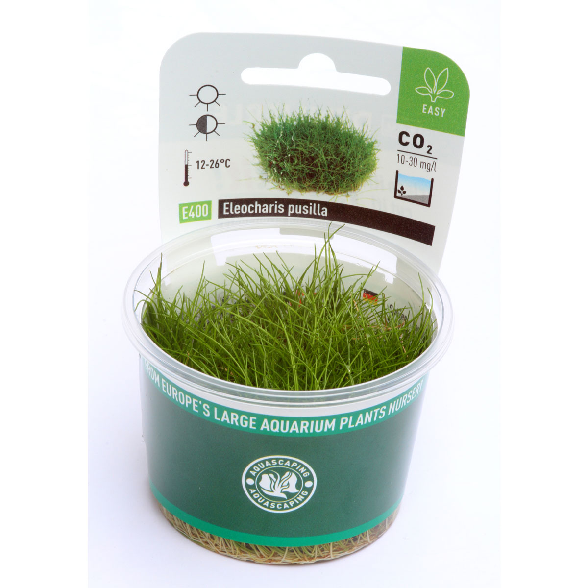 Dennerle Plants Eleocharis pusilla In-Vitro kaufen