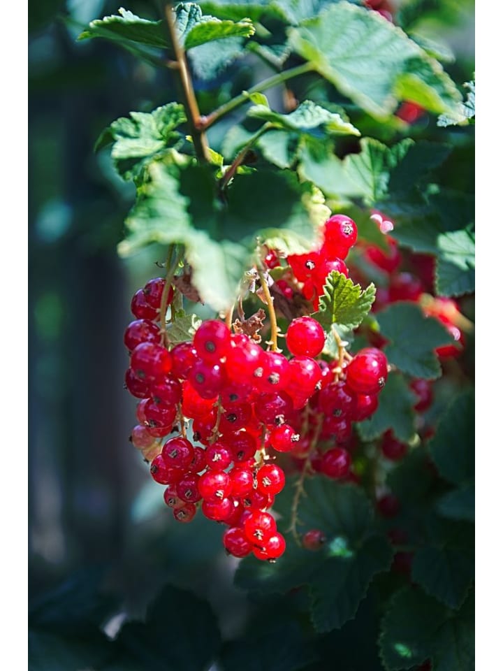 OH2 3er-Set Beeren in Rot günstig kaufen onesize