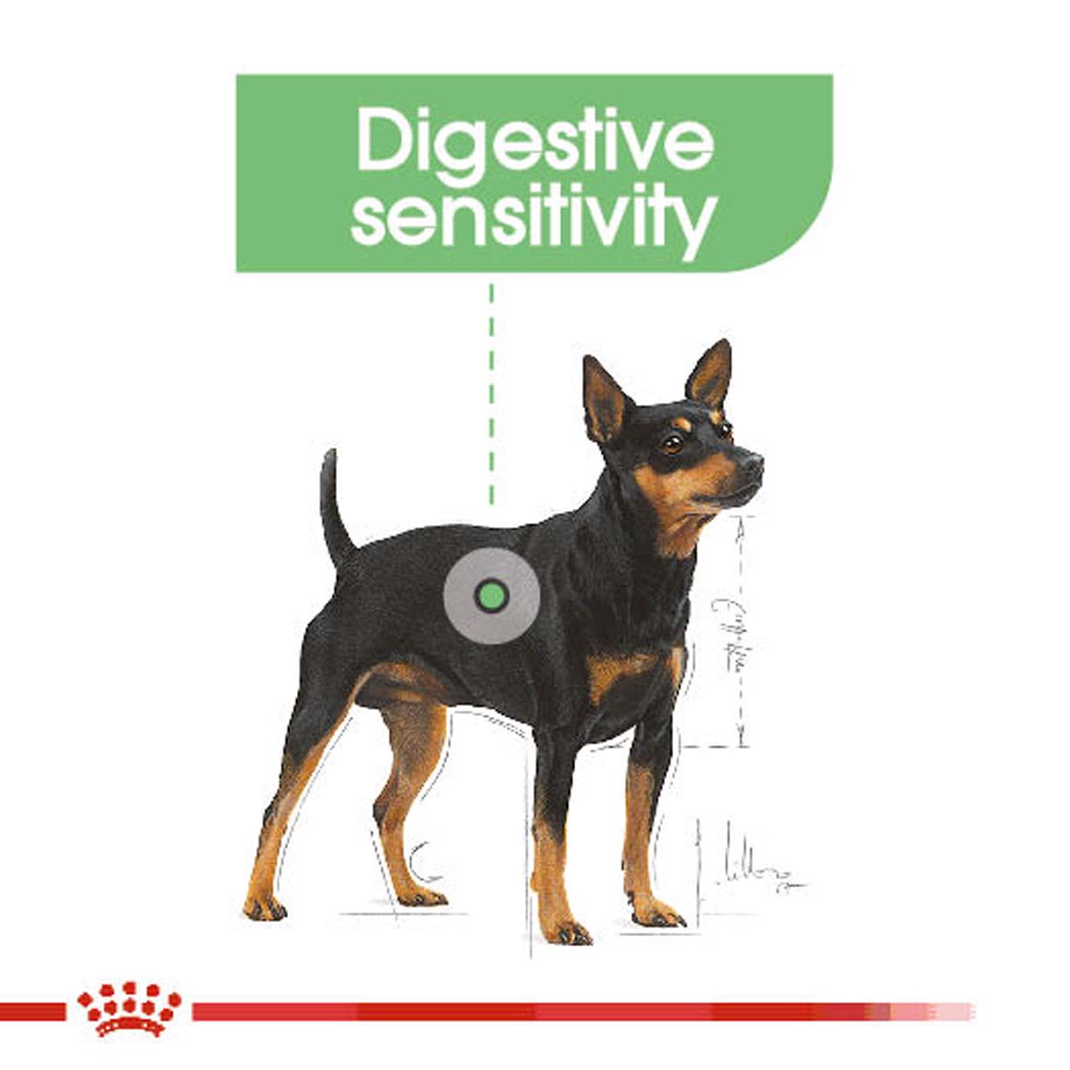 ROYAL CANIN DIGESTIVE CARE Nassfutter für Hunde mit empfindlicher Verdauung 12x85g