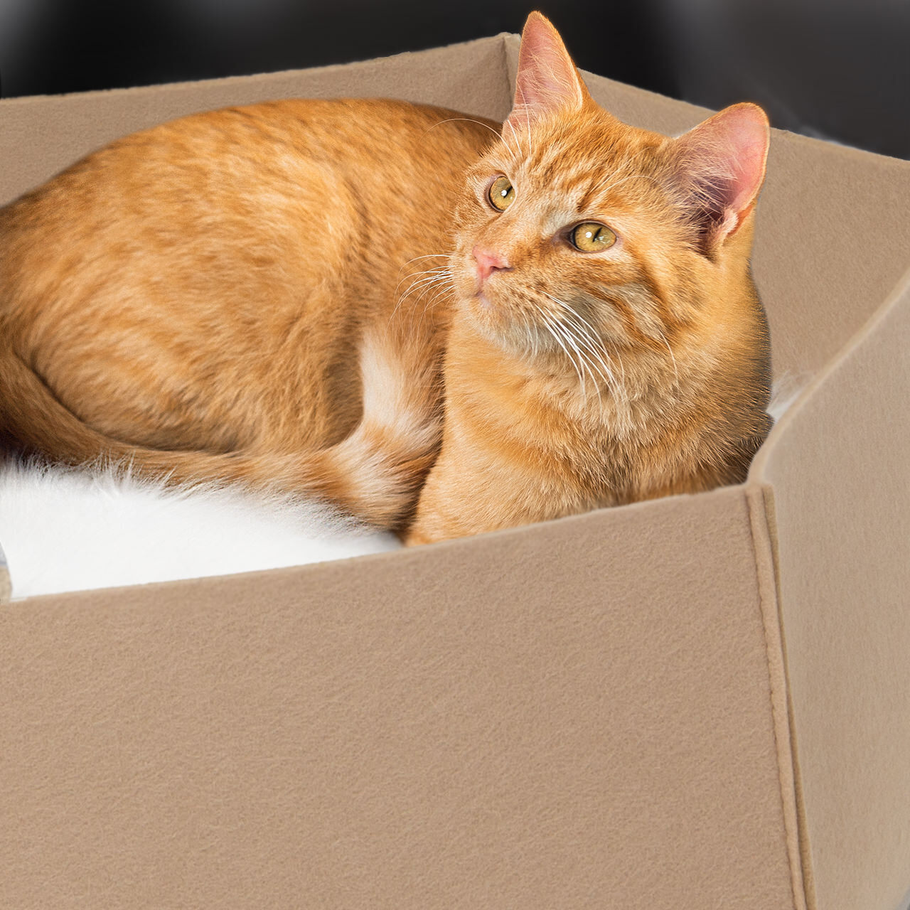 Canadian Cat Company Katzenbetten & Katzensofas Canadian Cat Company Filzlounge AVA beige L