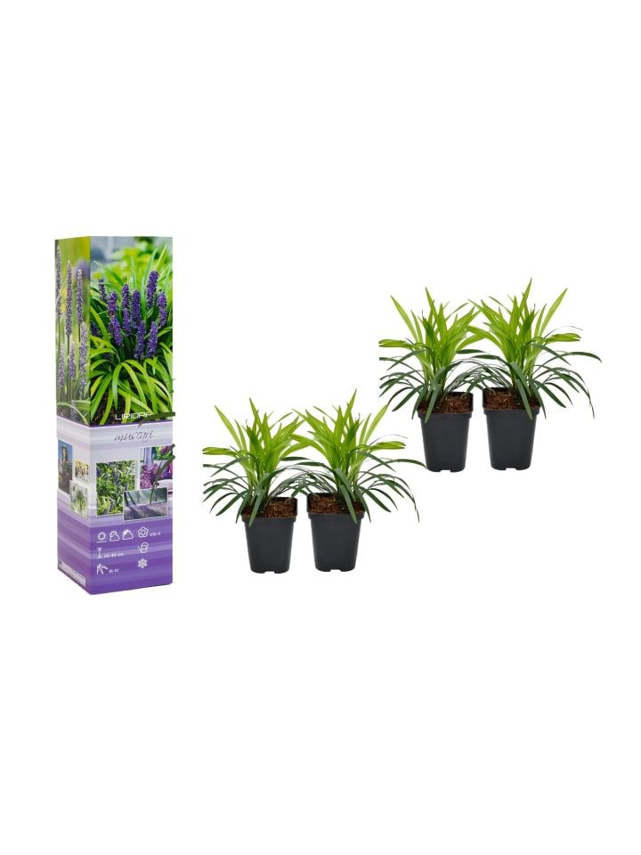 OH2 4er-Set Leliengras Liriope Muscari in Lila günstig kaufen onesize