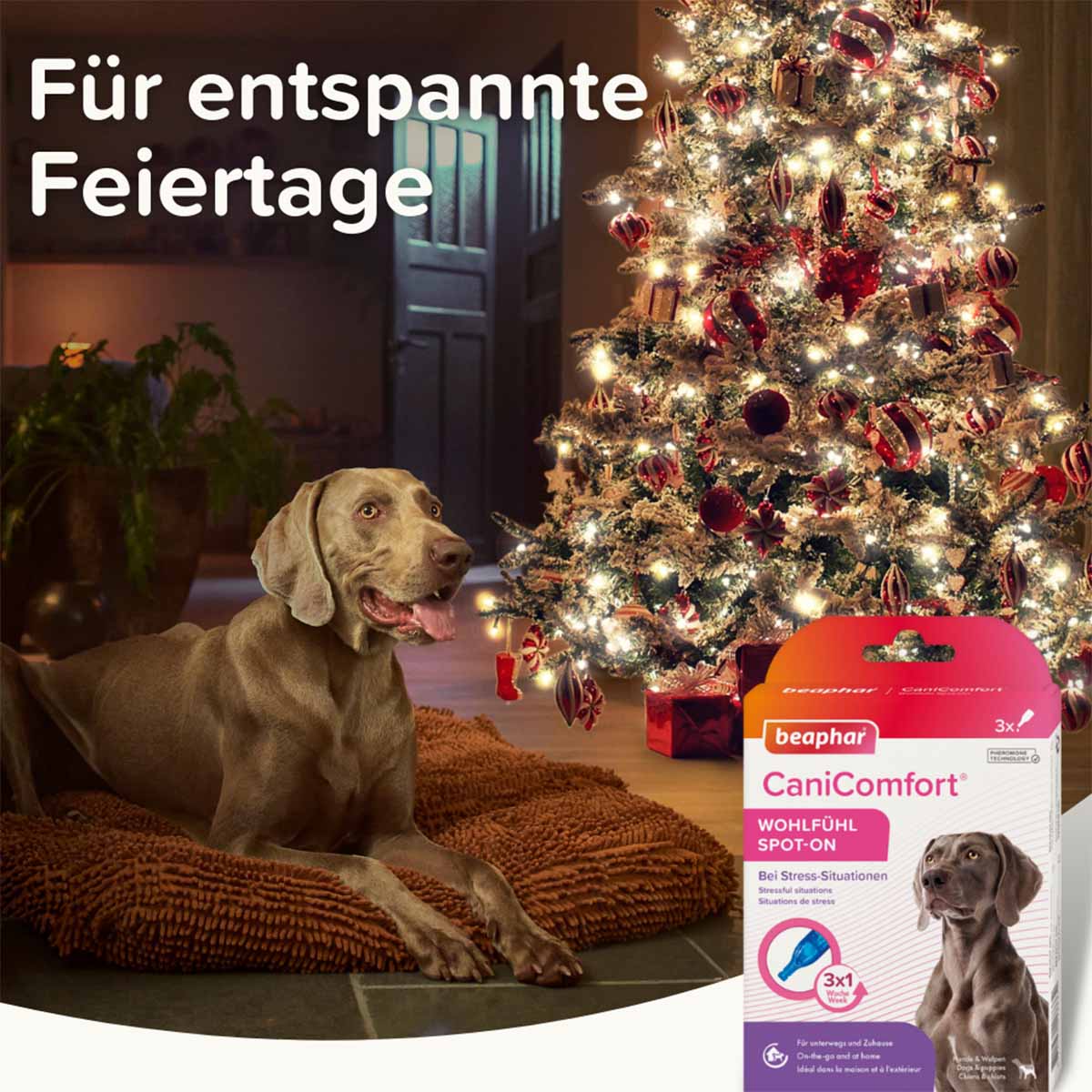 beaphar CaniComfort Wohlfühl Spot On 3x1ml kaufen bei ZooRoyal