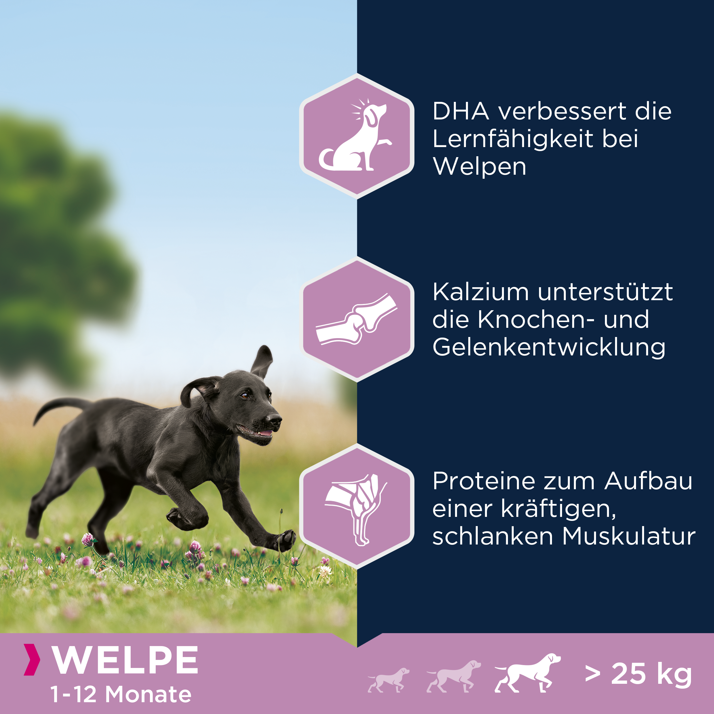 EUKANUBA Hundetrockenfutter EUKANUBA Puppy Large Breed 15 kg