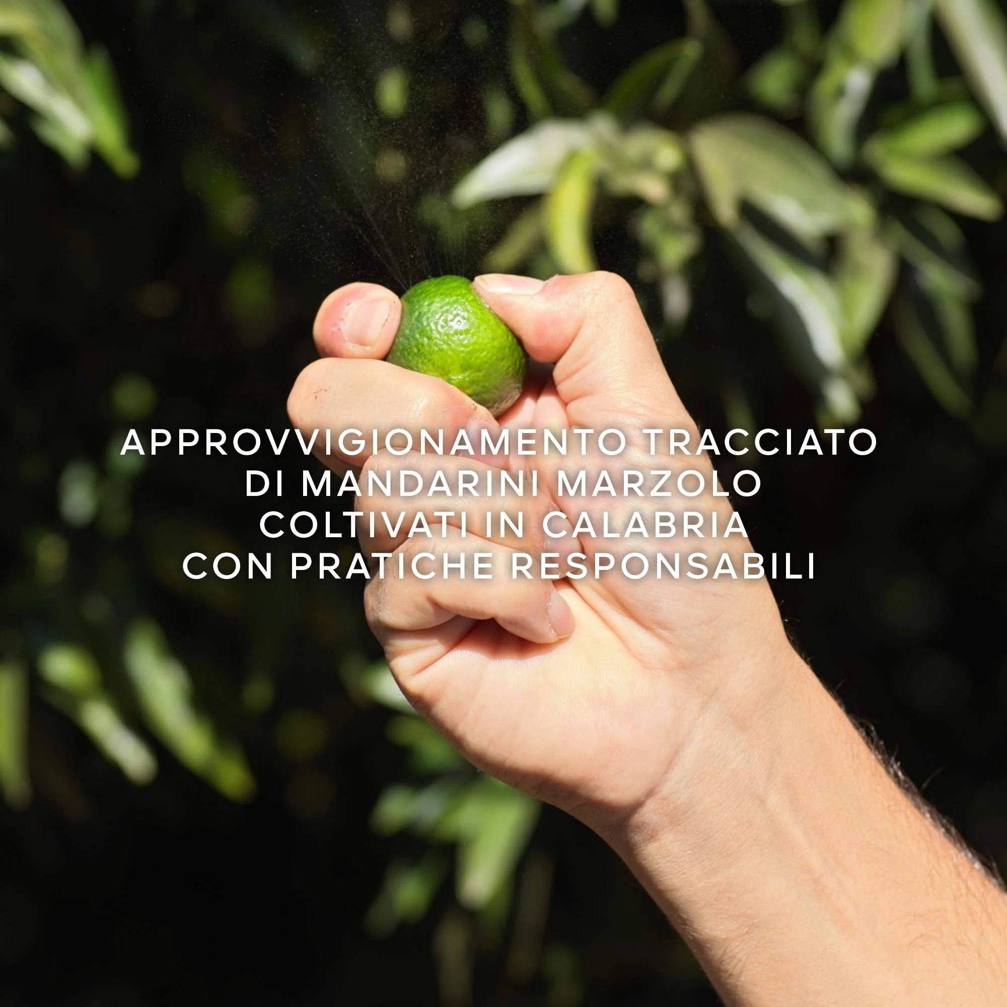Aqua Allegoria Mandarine Basilic Harvest - Eau de Toilette