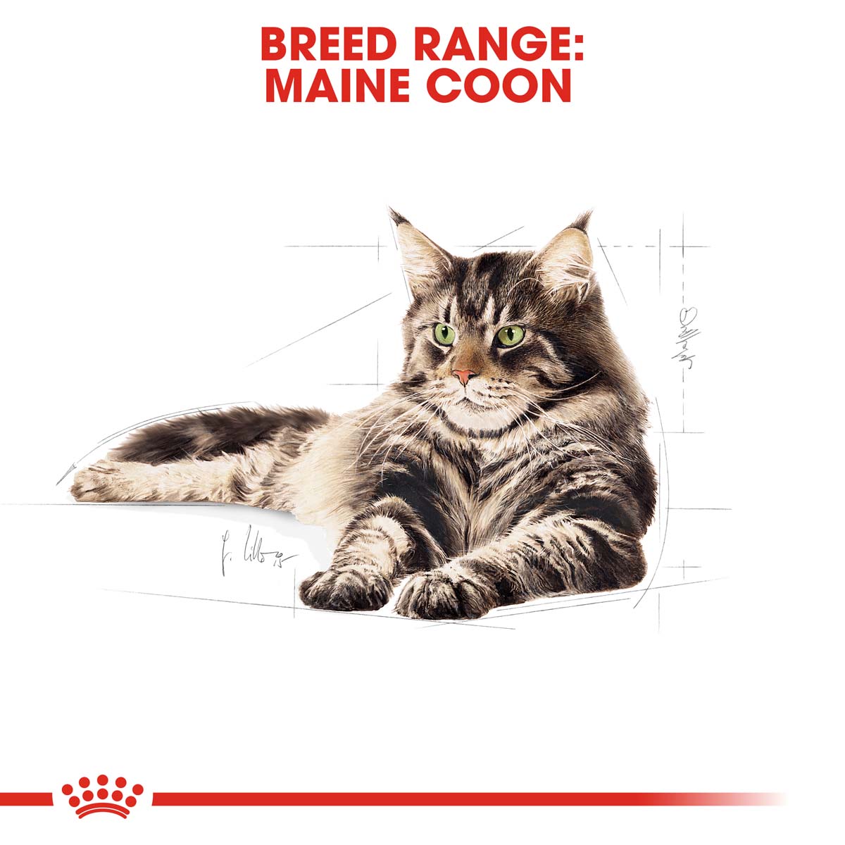 ROYAL CANIN ADULT Maine Coon 2kg + Nassfutter in Soße 12x85g