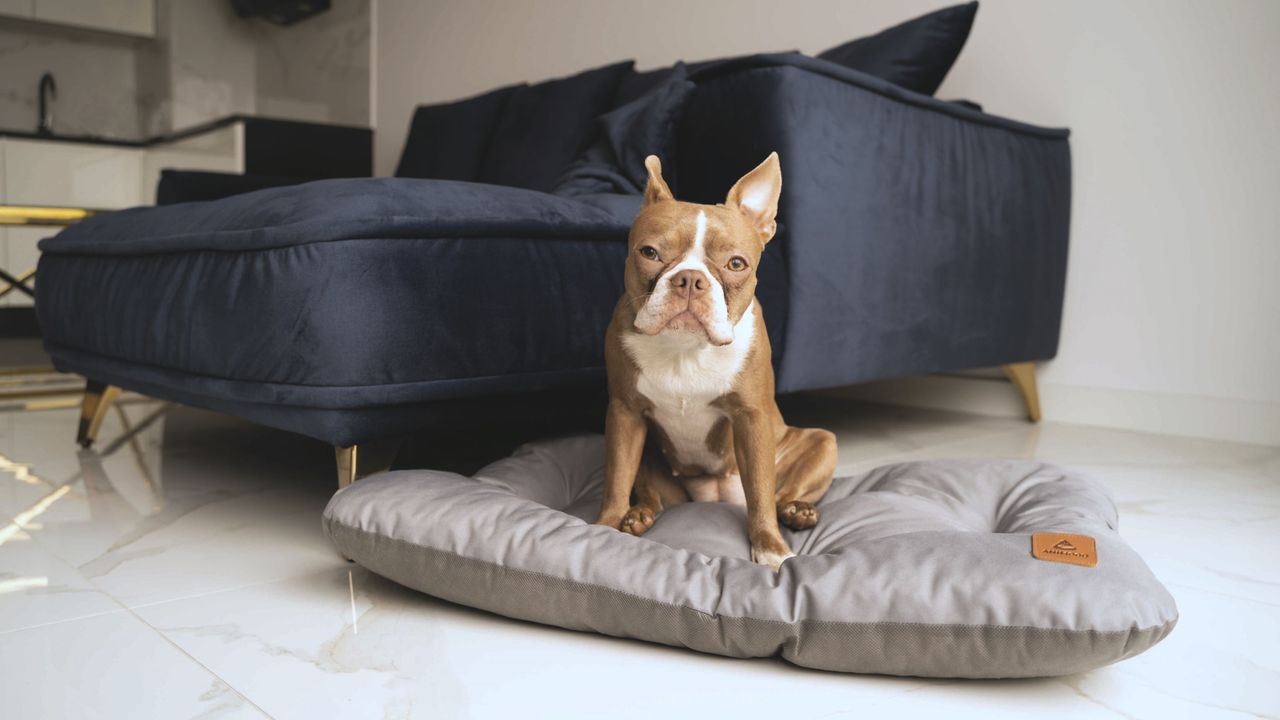 Animood Hundebett-Kissen Mort grau L Tierbett Tiersofa