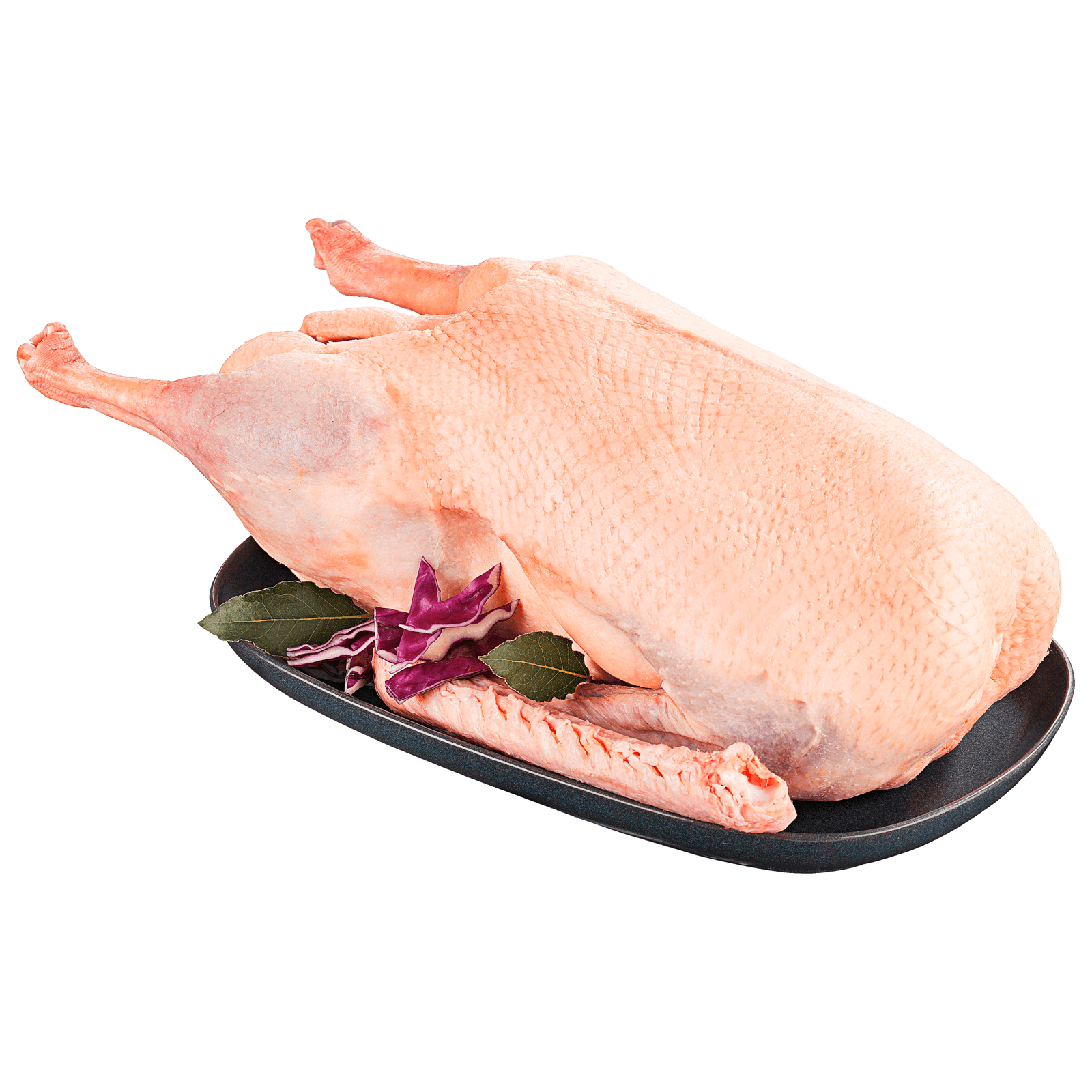 Gans frisch
